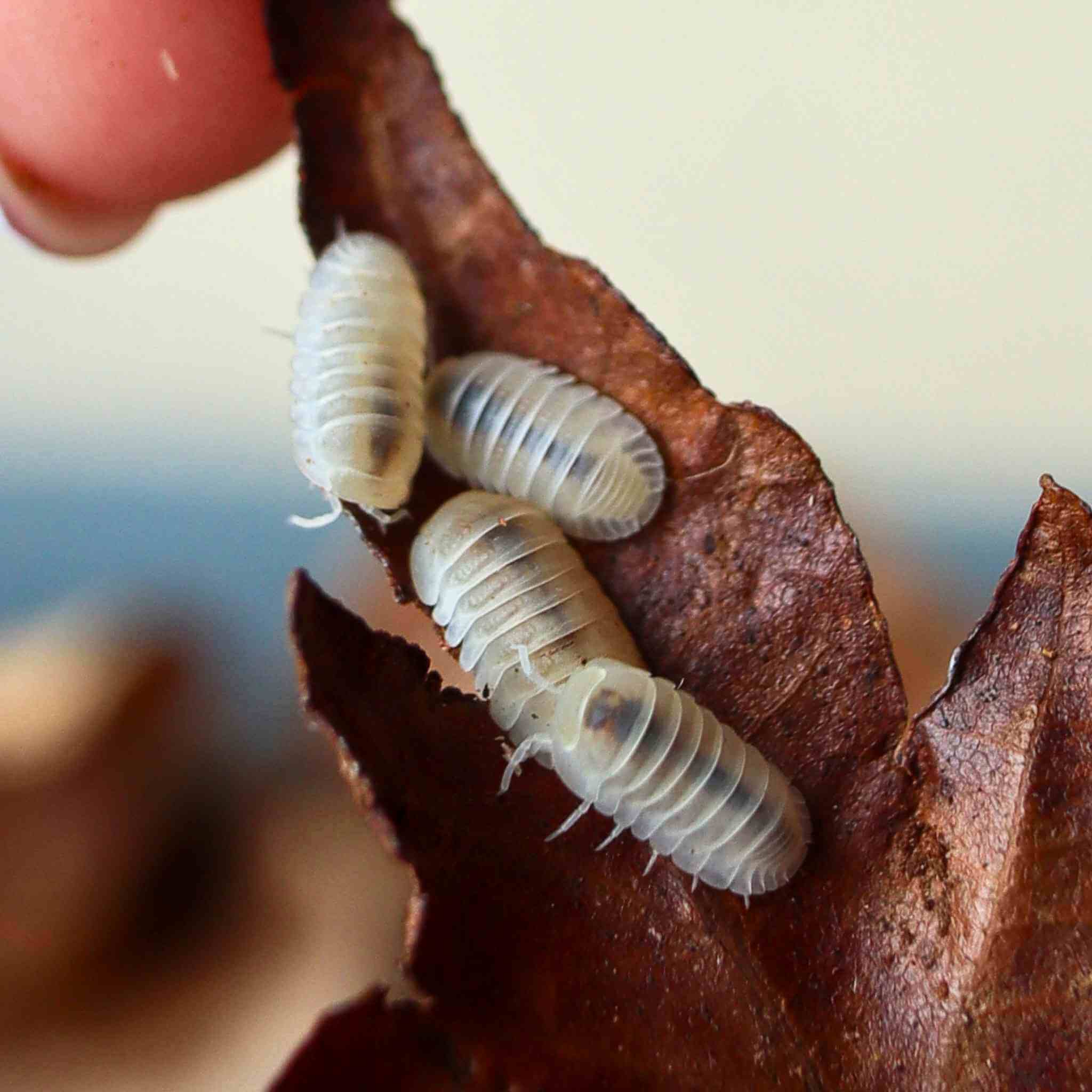 cubarus murina glacier isopods