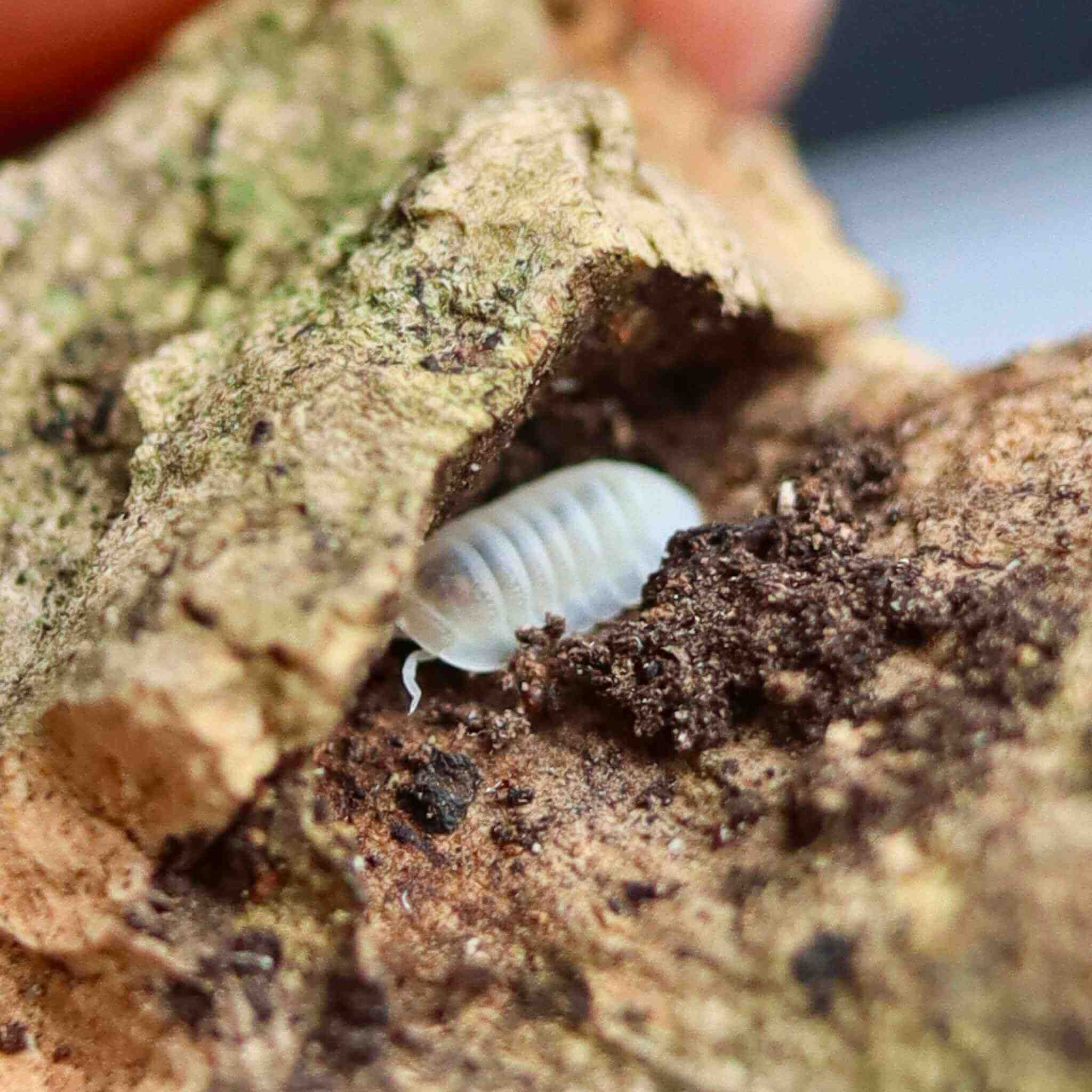 cubarus murina glacier isopods