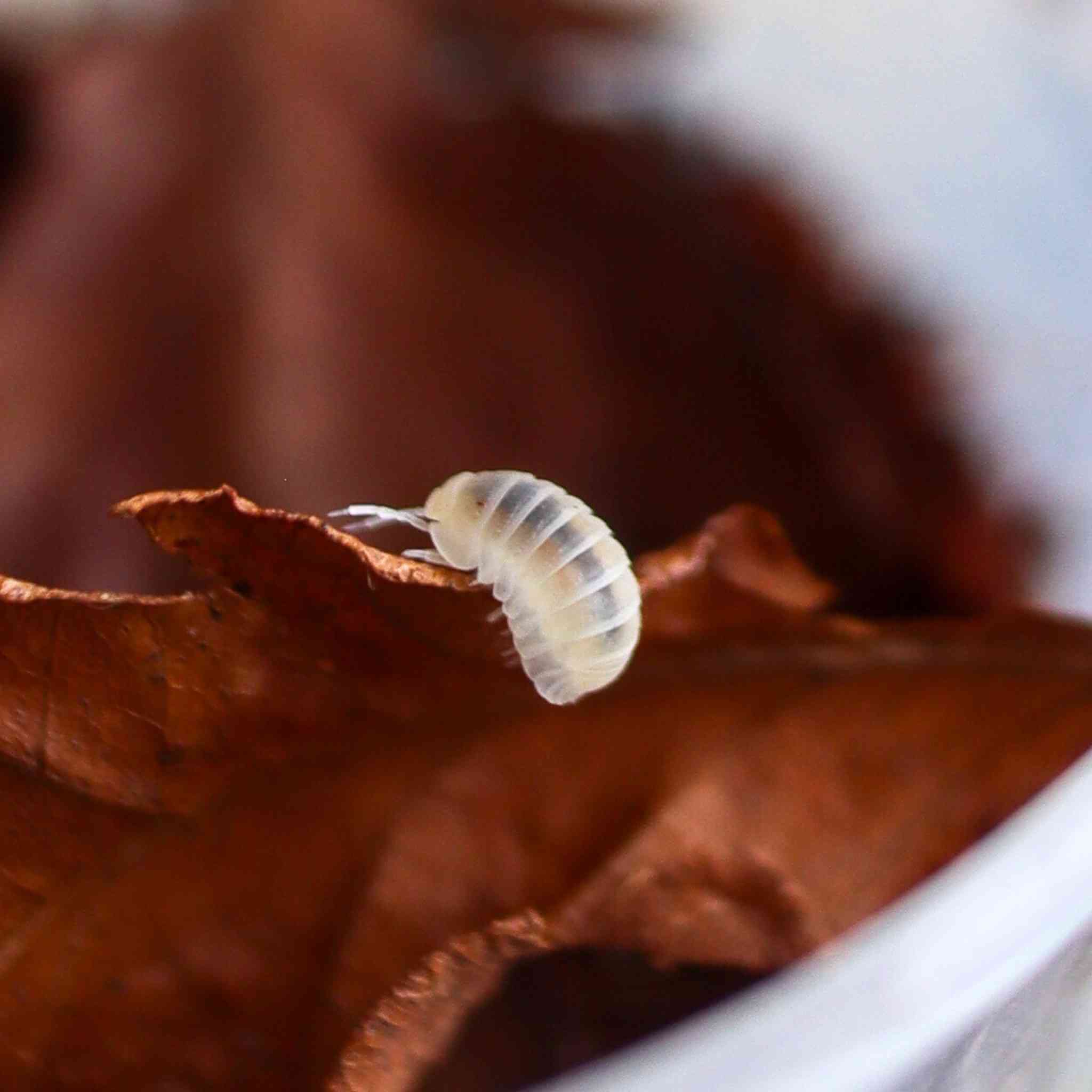 cubarus murina glacier isopods