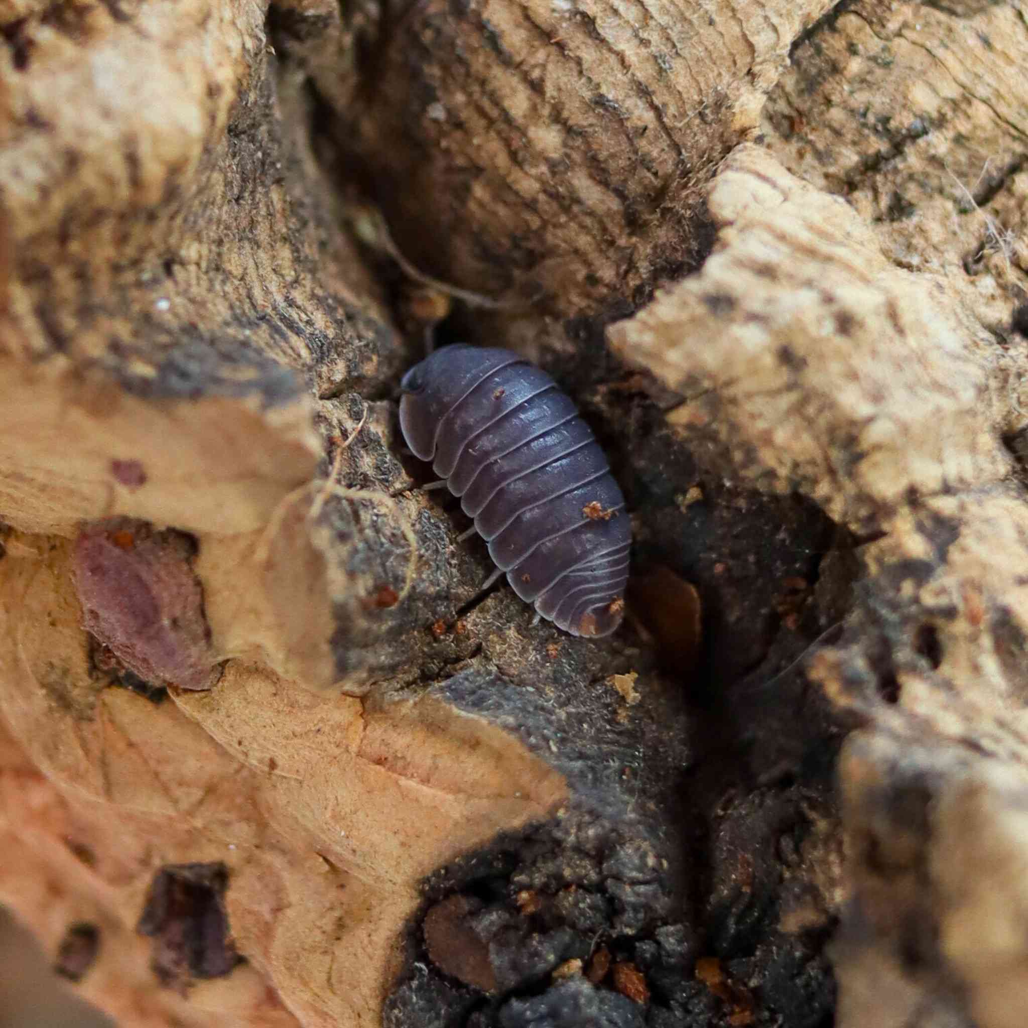 cubaris murina isopod hiding in wood