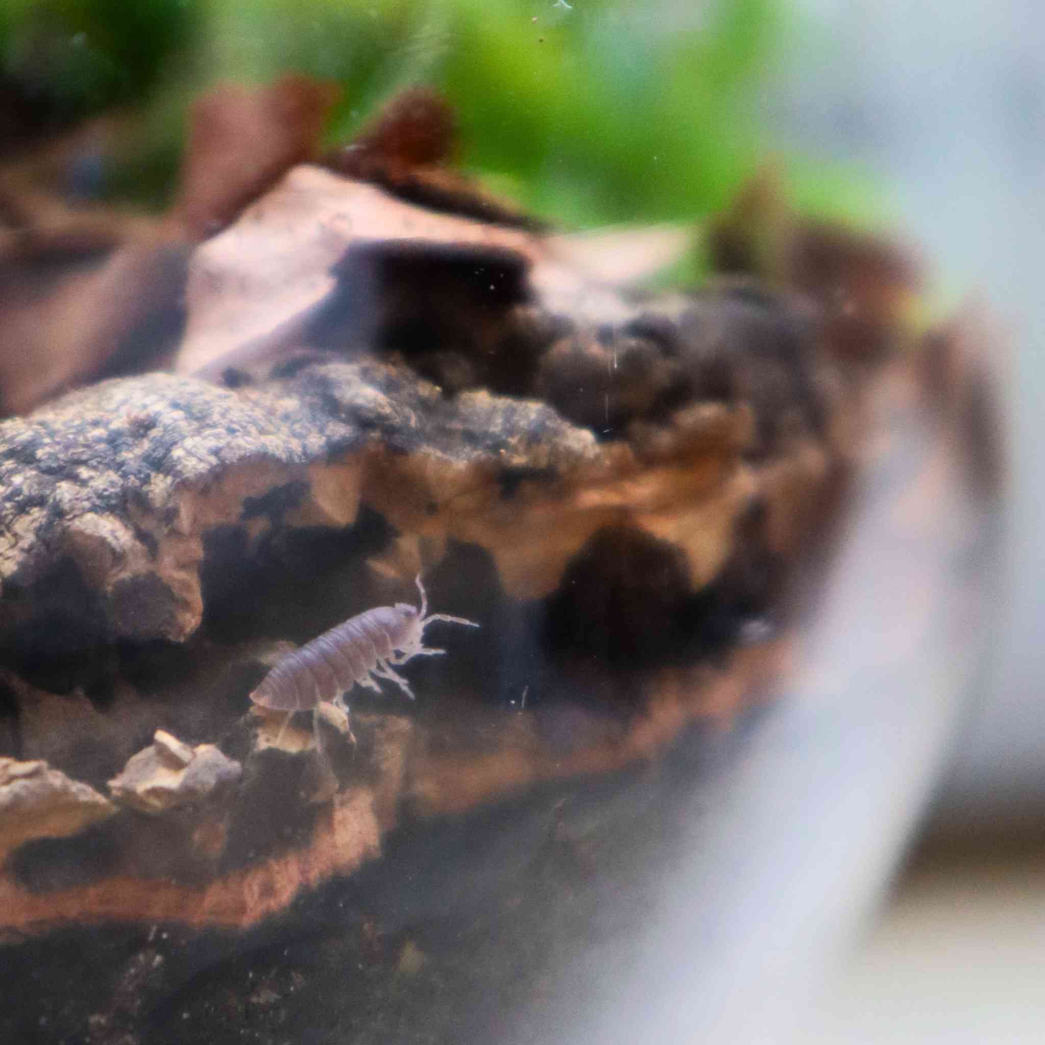 cubaris murina isopod in terrarium