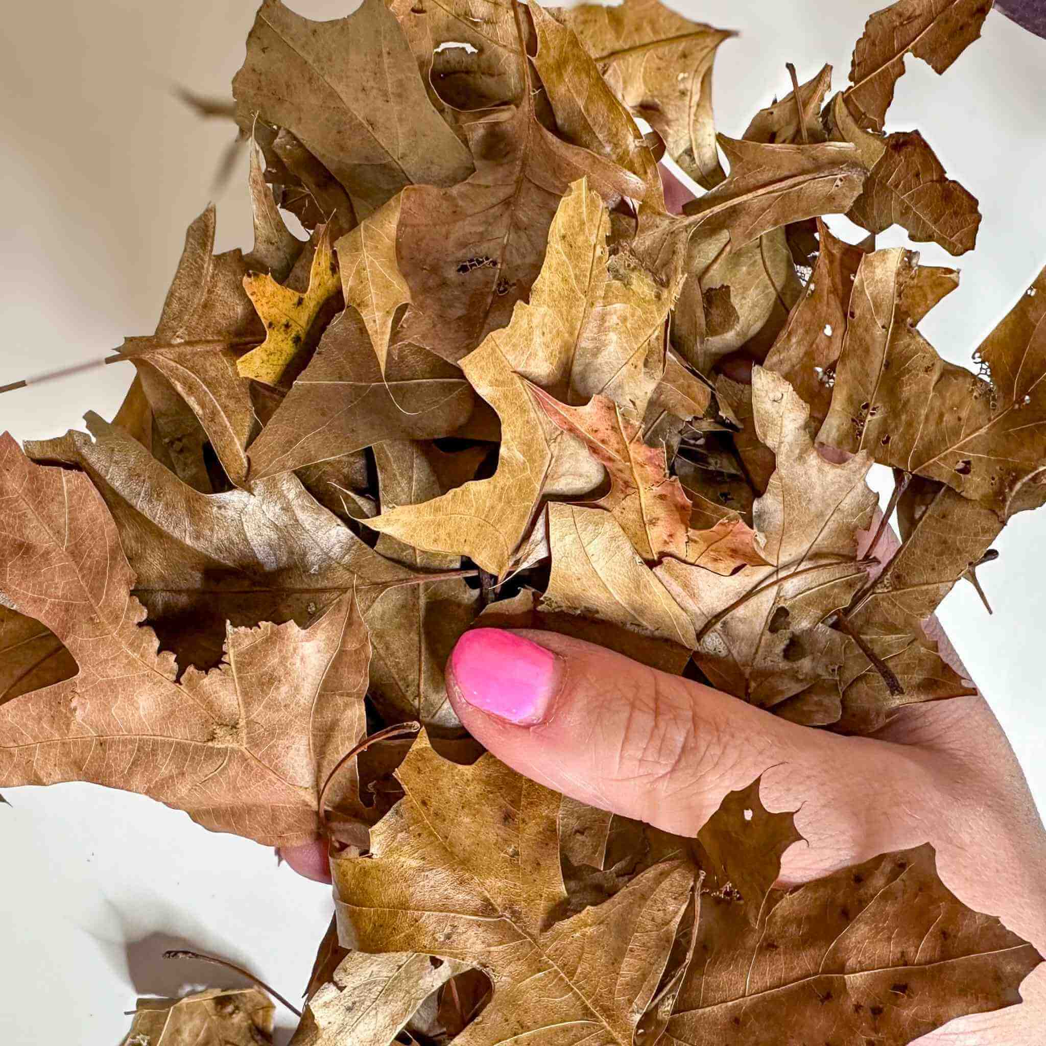 oak leaf litter in hand