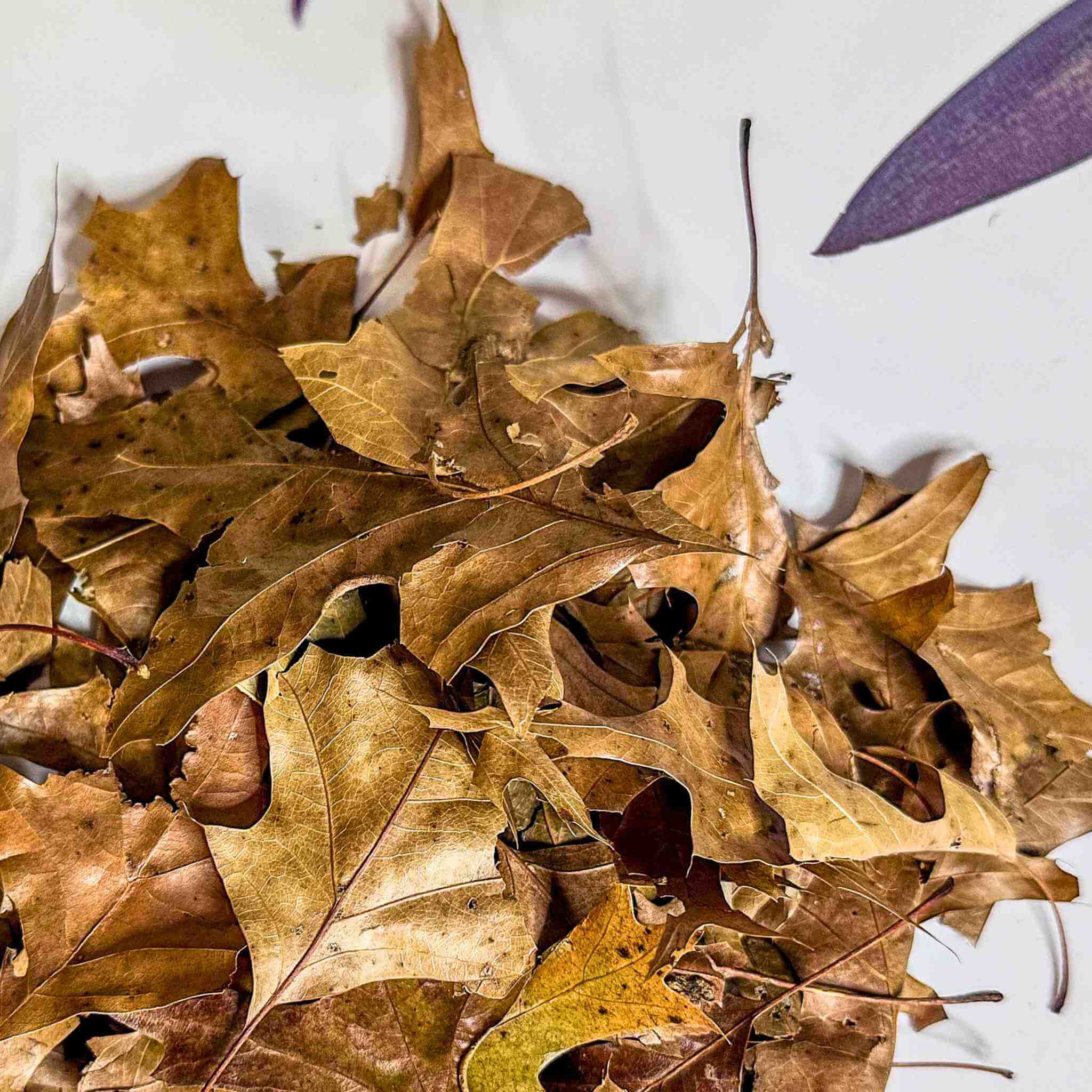 oak leaf litter up close