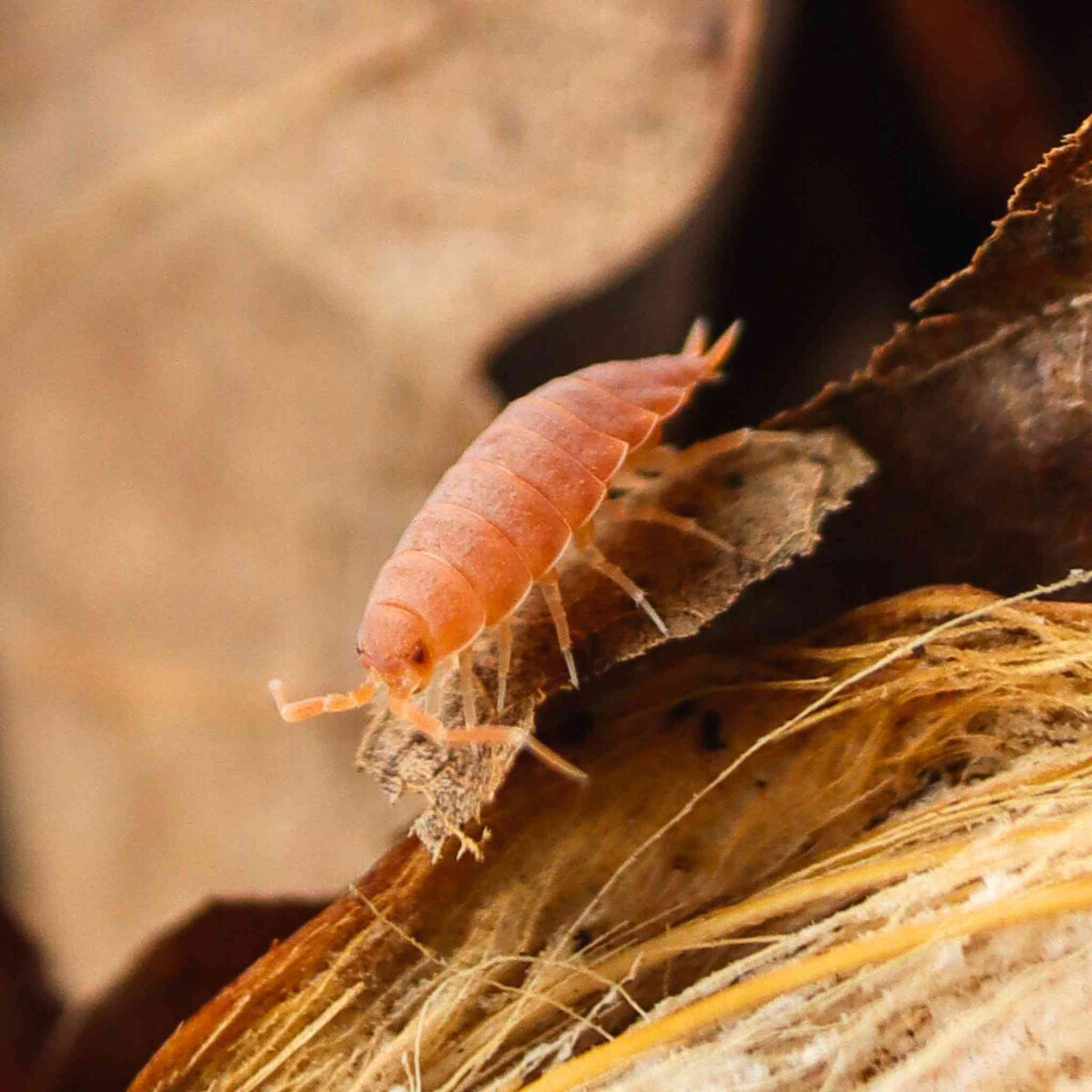 Isopods for Sale | Live Arrival Guarantee