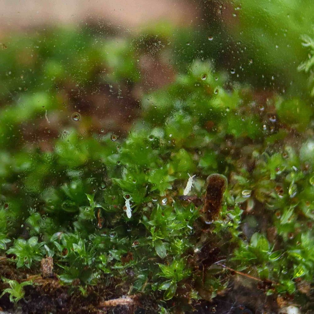 White Springtails Culture | Live, Healthy & Terrarium Ready