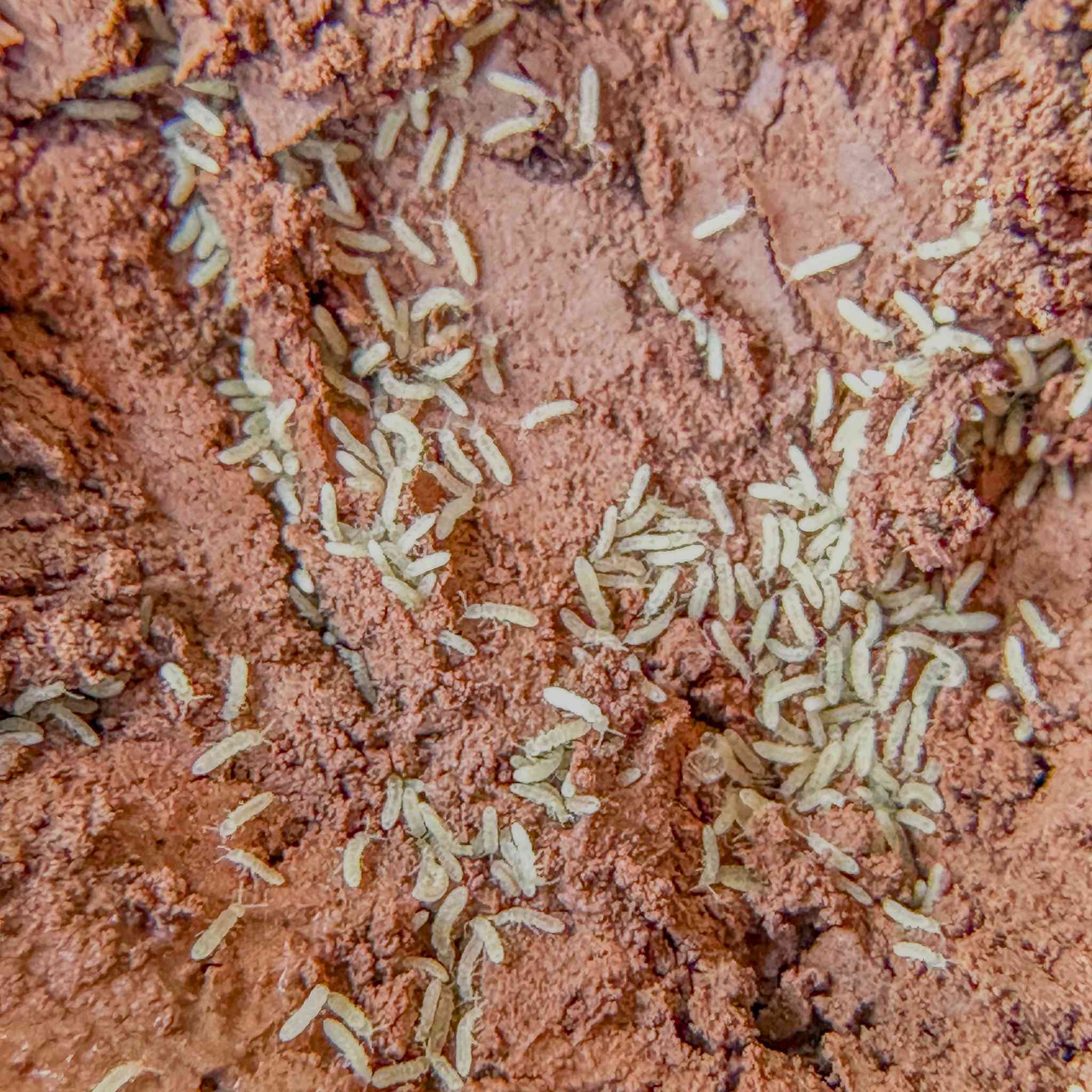 springtails on clay