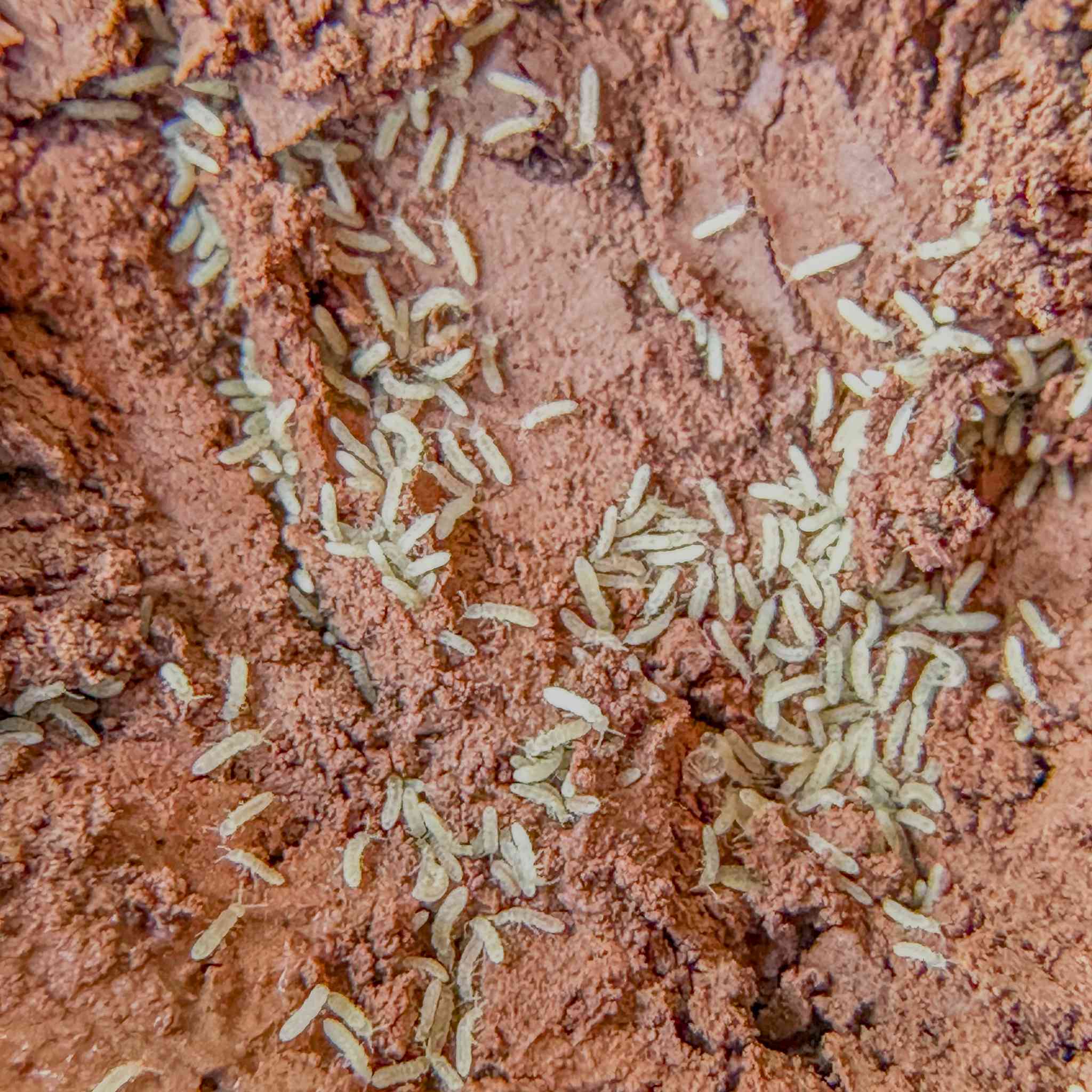 Springtails for Sale - Bioactive Terrarium Species