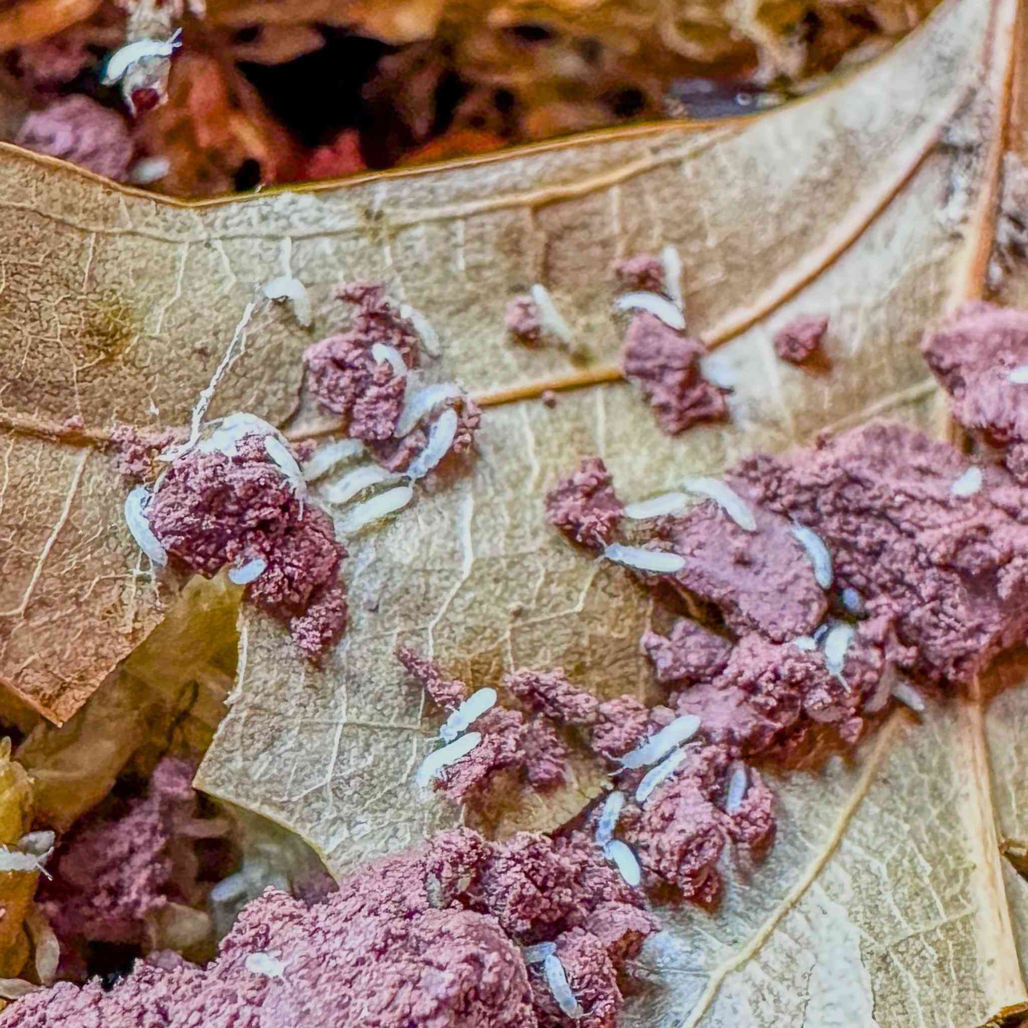 springtails on leaf litter