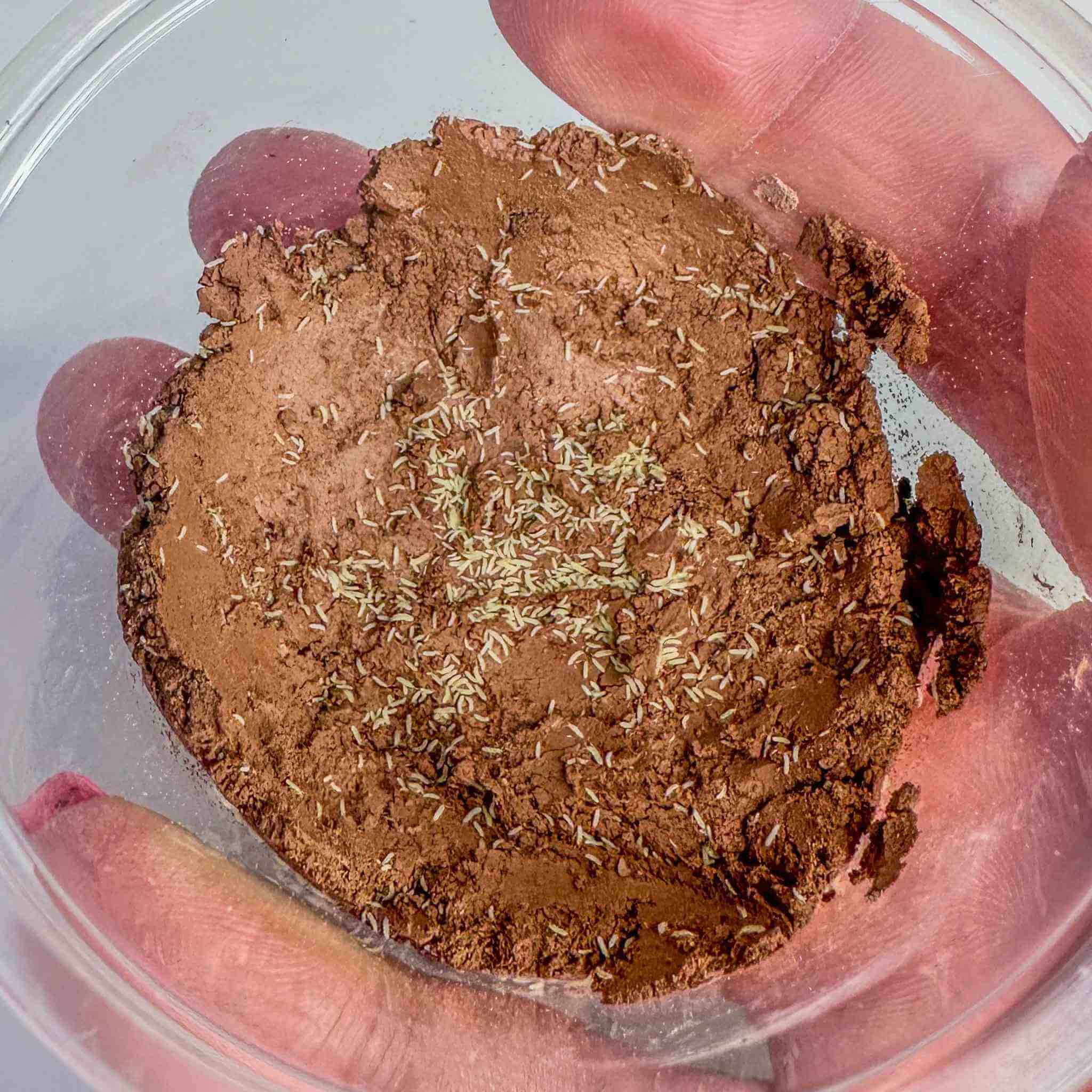 Springtails for Sale - Bioactive Terrarium Species