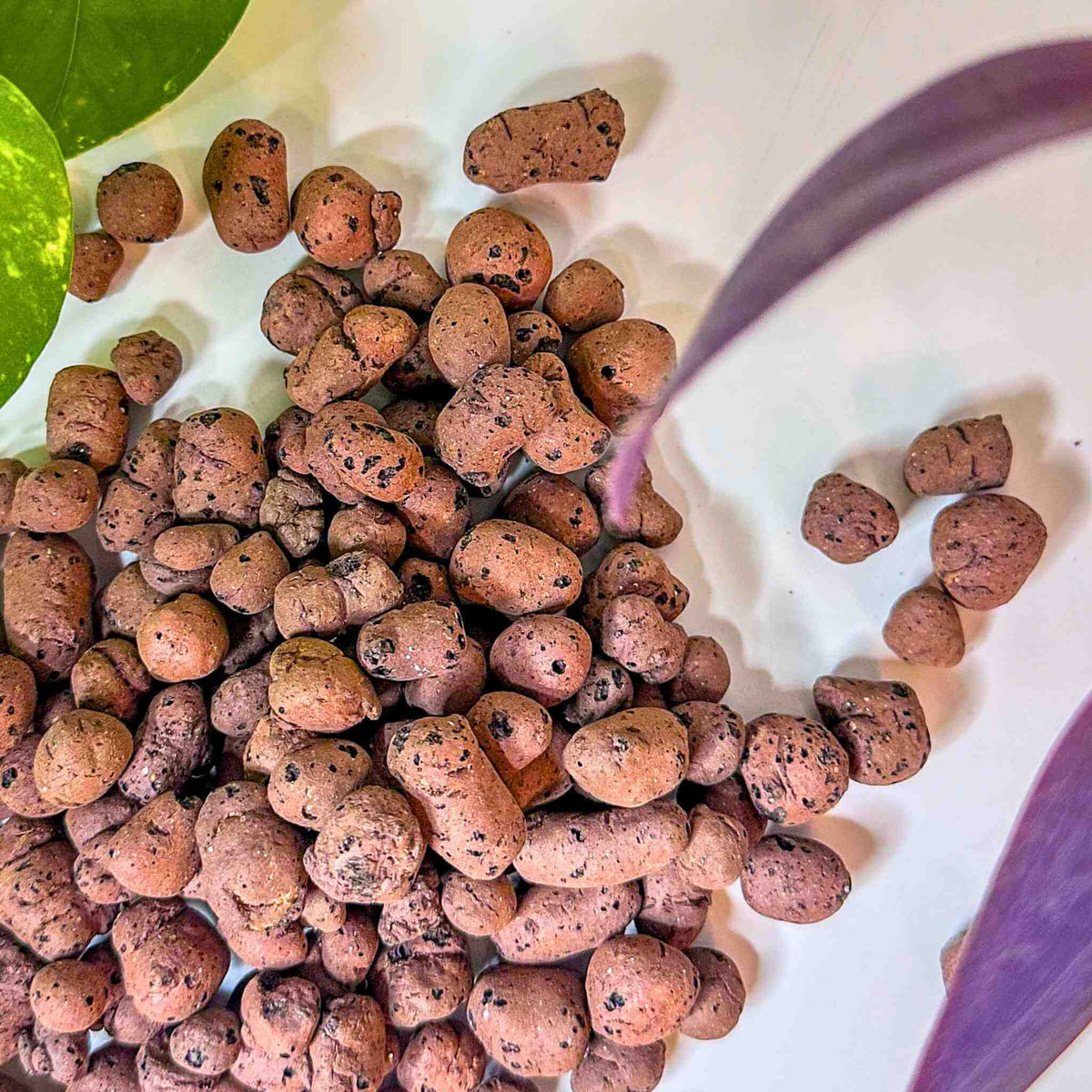 LECA Clay Balls | Lightweight, Versatile Plant & Terrarium Material