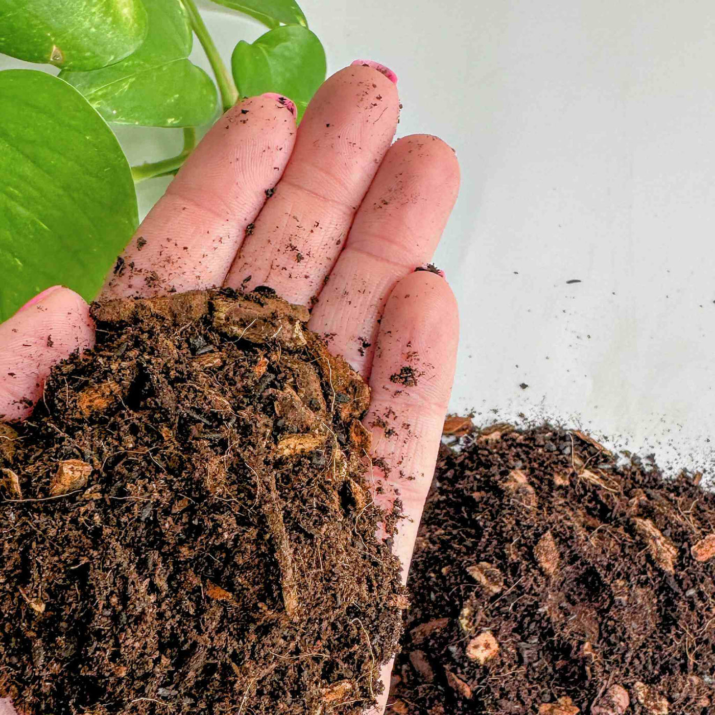 Premium Terrarium Substrate Mix Terrarium Tribe Tropical